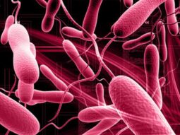 No-NonScents Bacteria, The Key to Odor Control