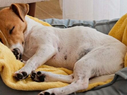 dog bedding, where organic soils accumulate