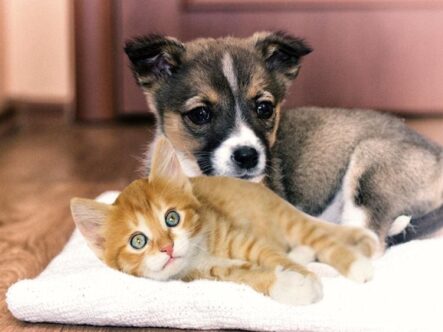 Pet Odors can make a great relationship really stink